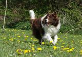 BORDER COLLIE 902